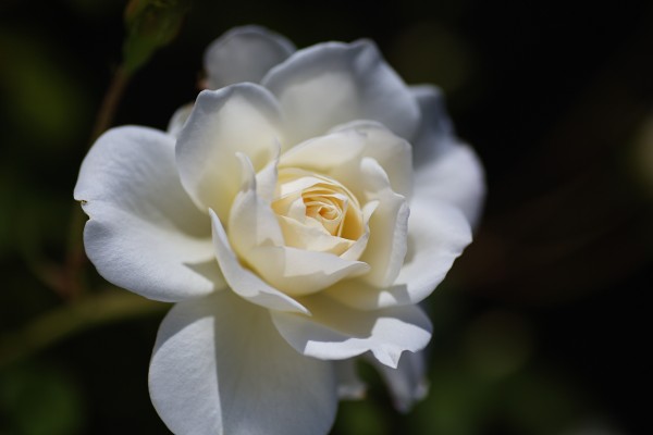 Rose Lush White by Joy Watson